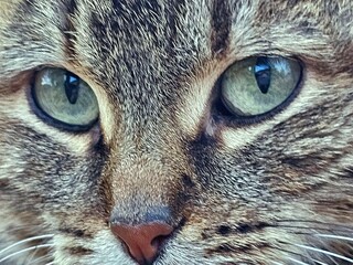 cat portrait