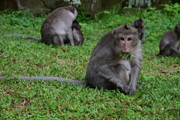 cute monkey