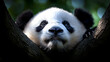 © makappa - A curious giant panda peeks down from its tree perch