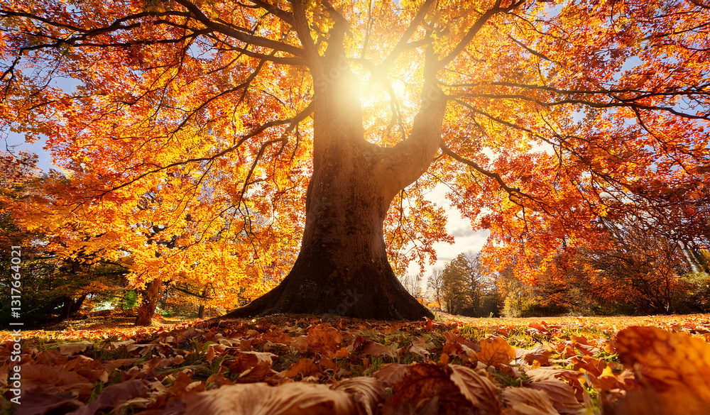 Looking up at tall trees with golden autumn leaves. Royalty high ...