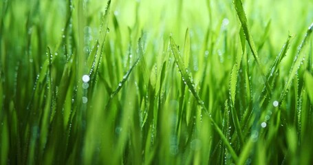 Wall Mural - sunlight shining through spring grass covered with morning dew. vibrant green meadow with shiny wate