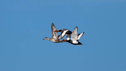 Wall Mural - red-crested pochard duck birds flying over the lake