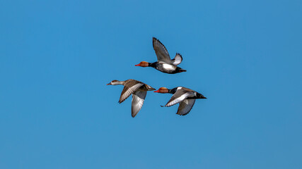 Wall Mural - red-crested pochard duck birds flying over the lake