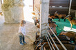 © VolodymyrNadtochii - Little girl walks with a bundle of hay near goats peeking out from behind a fence in a pen