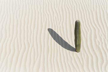 Poster - minimalist sand background with single cactus casting shadow