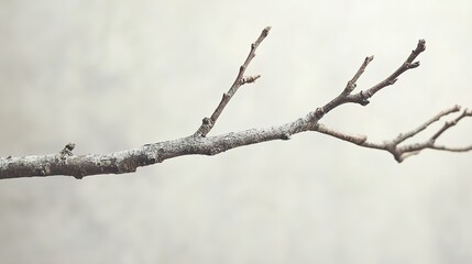 Wall Mural - serene winter branch: a minimalist nature photograph