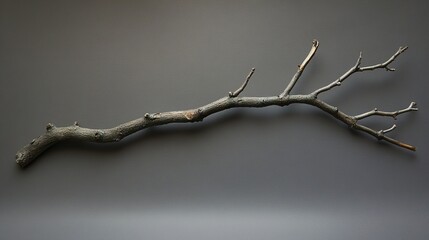 Wall Mural - branch on gray: minimalist nature photography