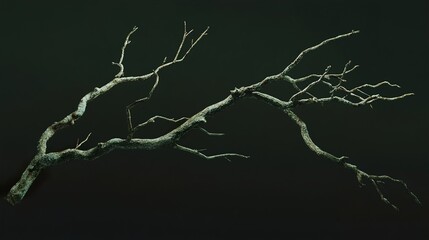 Wall Mural - dark tree branch: abstract nature photography