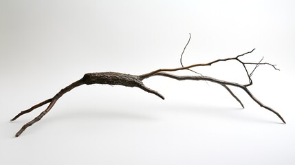 Wall Mural - abstract tree branch: nature photography, minimalist design