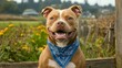 © Wanida - Adorable pitbull with toothy smile, wearing blue bandana, sitting in front of wooden fence, green field behind