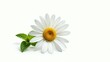 © AImmersive Imagery - Chamomile or camomile flower set against a white background. Daisy flower accompanied by mint leaves in close-up.