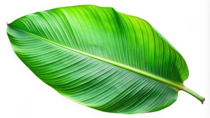 Poster - A vibrant green leaf with prominent veins, isolated against a stark white background, showcasing the intricate beauty of nature's design.