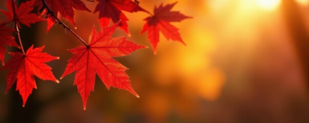 golden sunlight bathes vibrant red and orange maple leaves , season, scenic