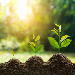 Wall Mural - Growing Plants with Sunlight – Concept of Growth and Sustainability Generated Image