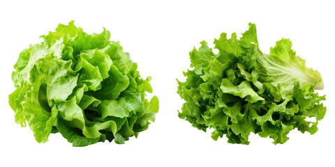 Wall Mural - Fresh green lettuce leaves isolated on transparency background