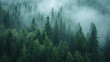 © Swaroop - Misty Evergreen Forest with Rolling Fog Between Towering Fir Trees