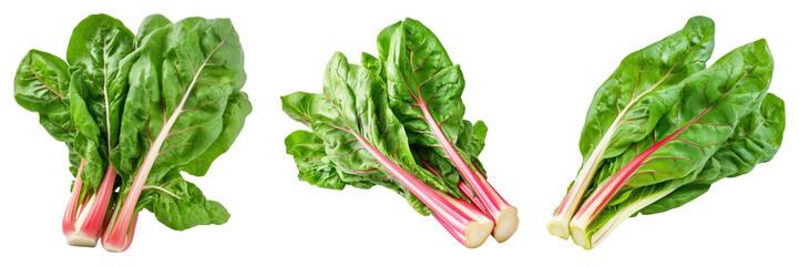 Wall Mural - Fresh Swiss chard leaves with vibrant stems on transparency background