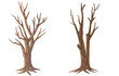© Vichian - Picture set of big trees without leaves , dead old trees on ,White background ,vector illustration