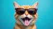 © Caspernik - Cool orange cat wearing sunglasses against blue background