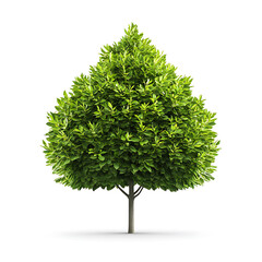 lush green tree growth natural environment nature photography isolated background vibrant view botan