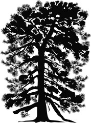 Wall Mural - single black high pine silhouette isolated on white