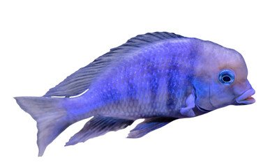 small grey and blue fish isolated on white
