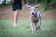 © Austockphoto - Weimaraner puppy running towards camera
