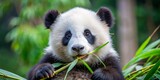 Adorable young panda bear enjoying a delicious bamboo snack in a lush green habitat