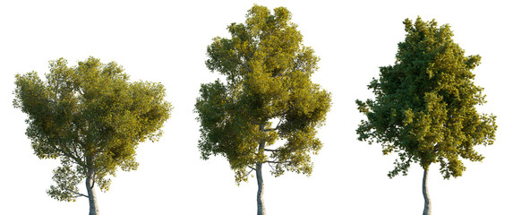Wall Mural - sycamore platanus large trees isolated png on a transparent background premium cutout