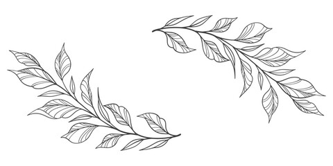 black and white outline sketch of a leaf