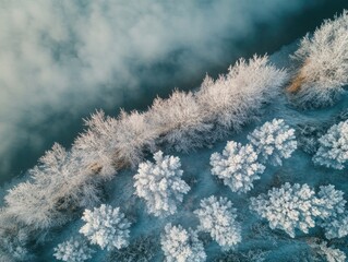 Wall Mural - frosty tree canopy