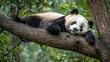 © junet - Sleepy Panda Napping in Tree