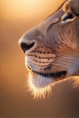 Wall Mural - close-up of lion nose and whiskers illuminated by warm afternoon light in savanna setting