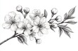 © Katena - Elegant black and white drawing of a blossoming branch with delicate petals, detailed leaves, and small buds, perfect for representing spring, beauty, and the transient nature of life