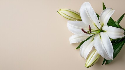 Leinwandbilder - Elegant white lily flat lay minimalist setting floral photography natural aesthetic top view serenity