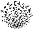 © DesignerHannan - flying birds in the sky