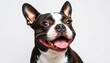 © BOXS - Happy Boston Terrier portrait, studio shot, smiling, isolated on solid background, eyes, background