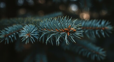 close-up of blue spruce tree branch with needles and pine cones