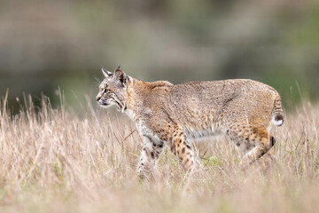 Wall Mural - Bobcat (Lynx rufus) or wildcat, Point Reyes National Seashore, California, North America
