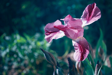 Wall Mural - Nature. Iris flowers blooming in a garden. Landscape.