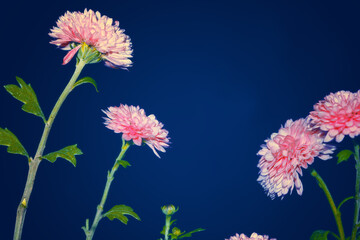 Wall Mural - blue sky. chrysanthemum flowers on a background of the autumn landscape