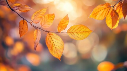 Poster - Beautiful orange leaves brightening a park during the autumn season in the golden sunlight