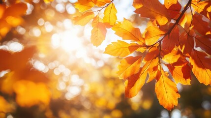 Poster - Fall leaves create a stunning orange canopy in the park during a bright autumn afternoon