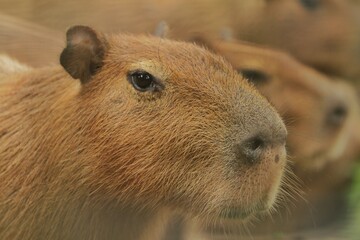 Wall Mural - close up of a young capybara's face