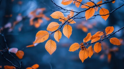 Aufkleber - Vibrant orange leaves create a stunning autumn atmosphere in a peaceful park setting on a crisp fall day