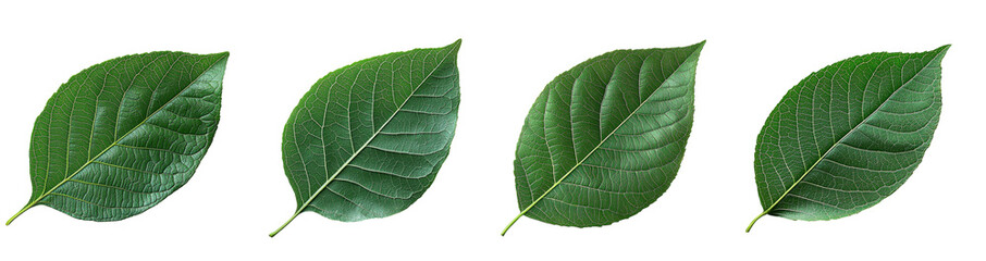 Wall Mural - green leaf set on transparent background