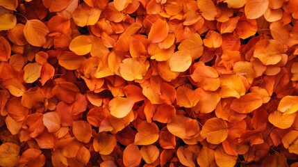 Aufkleber - Vibrant orange leaves cover the ground in a serene park during autumn showcasing natures seasonal beauty