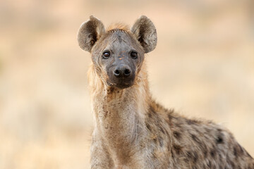 Wall Mural - portrait of an alert spotted hyena (crocuta crocuta), kalahari desert, south africa.