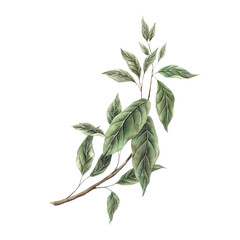 Cocoa tree branch with green realistic leaves. Watercolor botanical illustration on isolated background. Suitable for packaging design, botanical prints, book illustrations, product branding