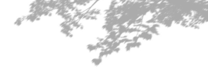 Wall Mural - tree branch leaves soft shadow shade isolate transparent backgrounds png